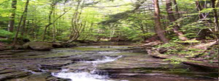 The stream flowing through the forest nurishing the trees! 